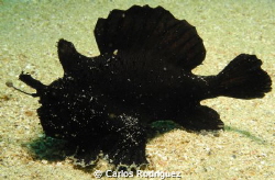 Black Striated Frogfish at a depth of 27 feet on Crash Bo... by Carlos Rodriguez 